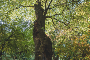 Történeti kertek – matuzsálem fák